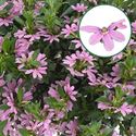 Afbeelding van Scaevola P12 geen kleur Pink